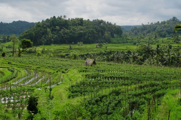 Bali  Sidemen Road