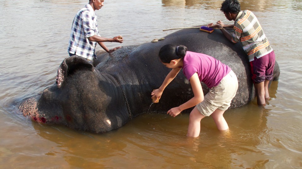 voyage en inde hampi elephant